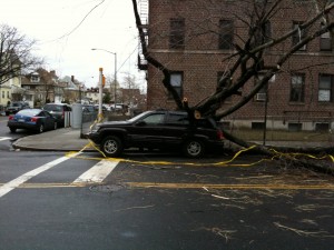 Tree, meet car